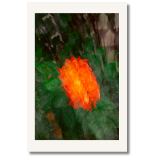 Ember Bloom