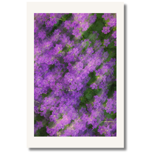 Bloom Haze