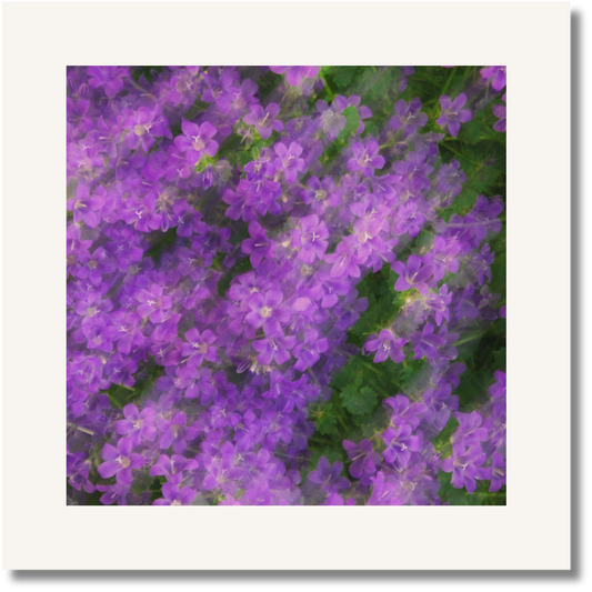 Bloom Haze