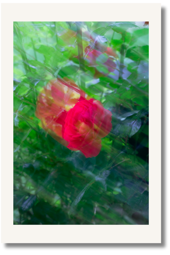 Scarlet Dream