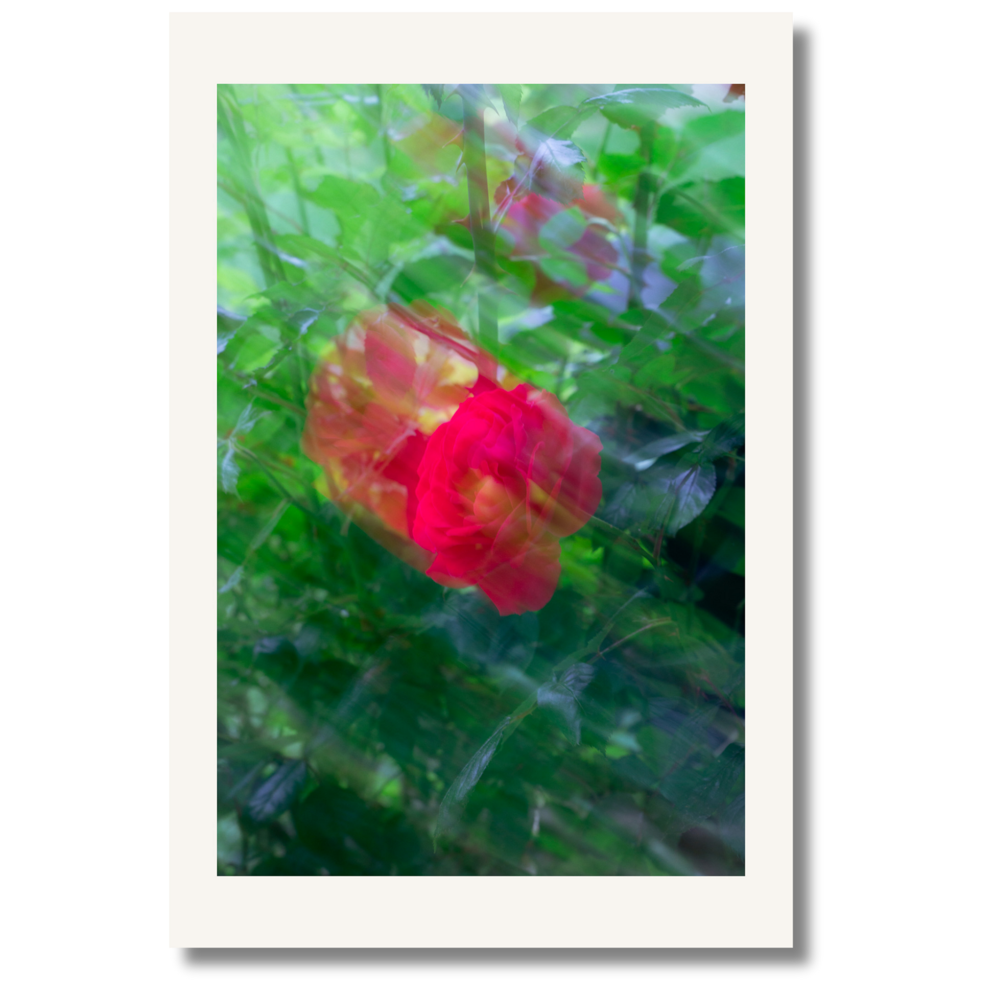 Scarlet Dream
