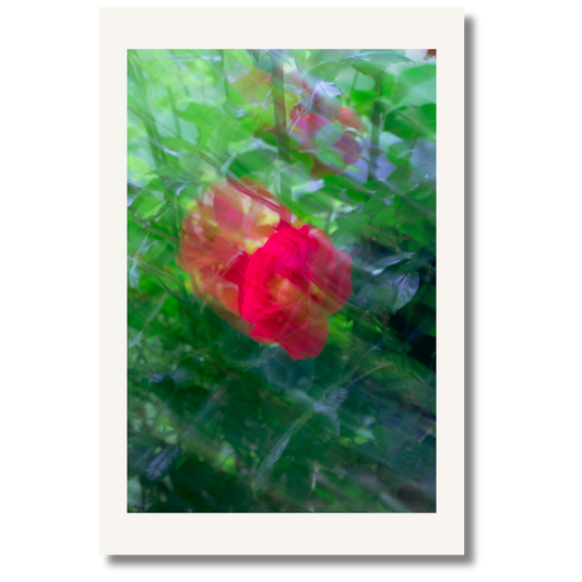 Scarlet Dream
