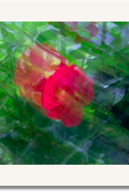 Scarlet Dream