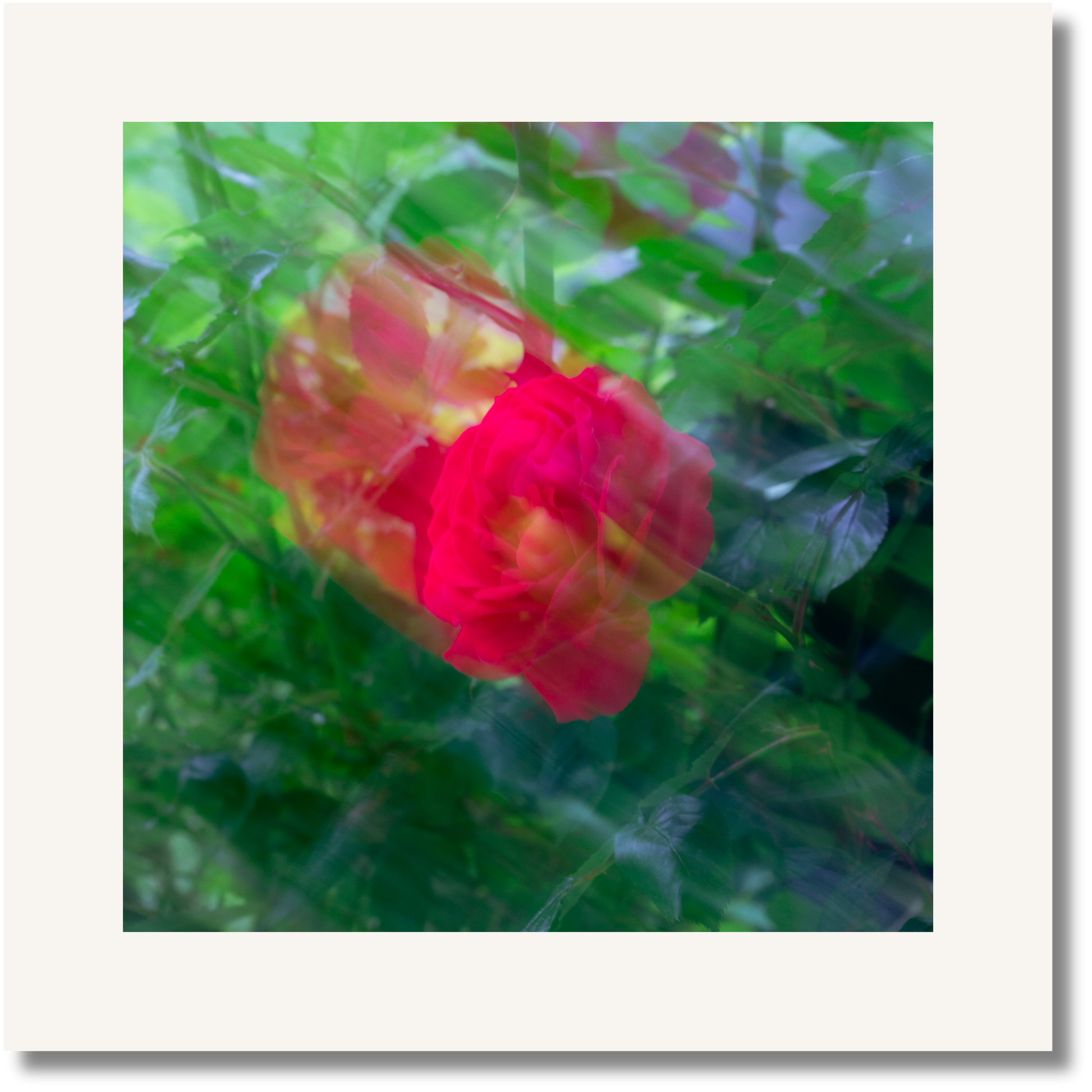 Scarlet Dream