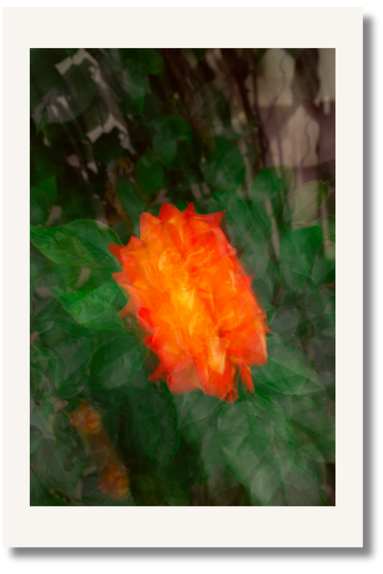 Ember Bloom