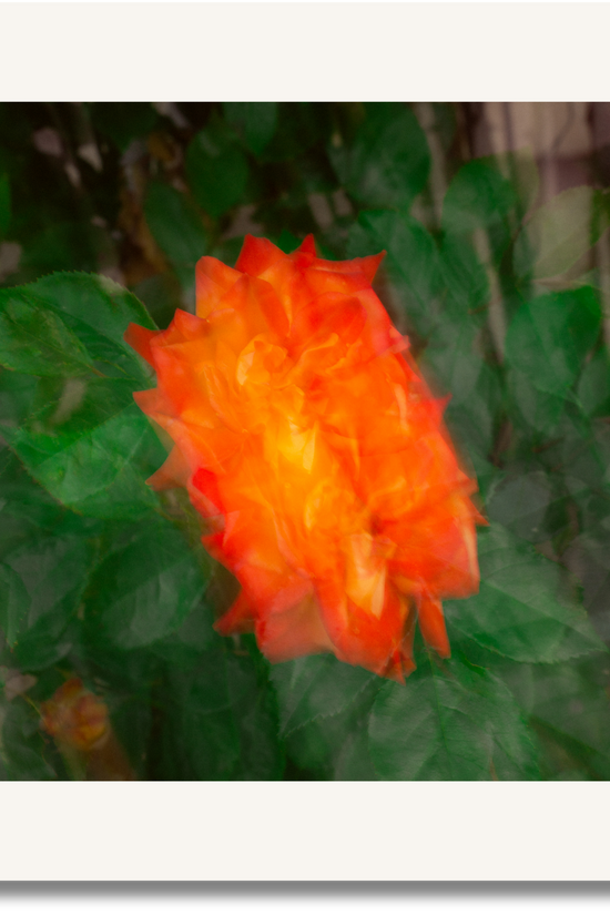 Ember Bloom