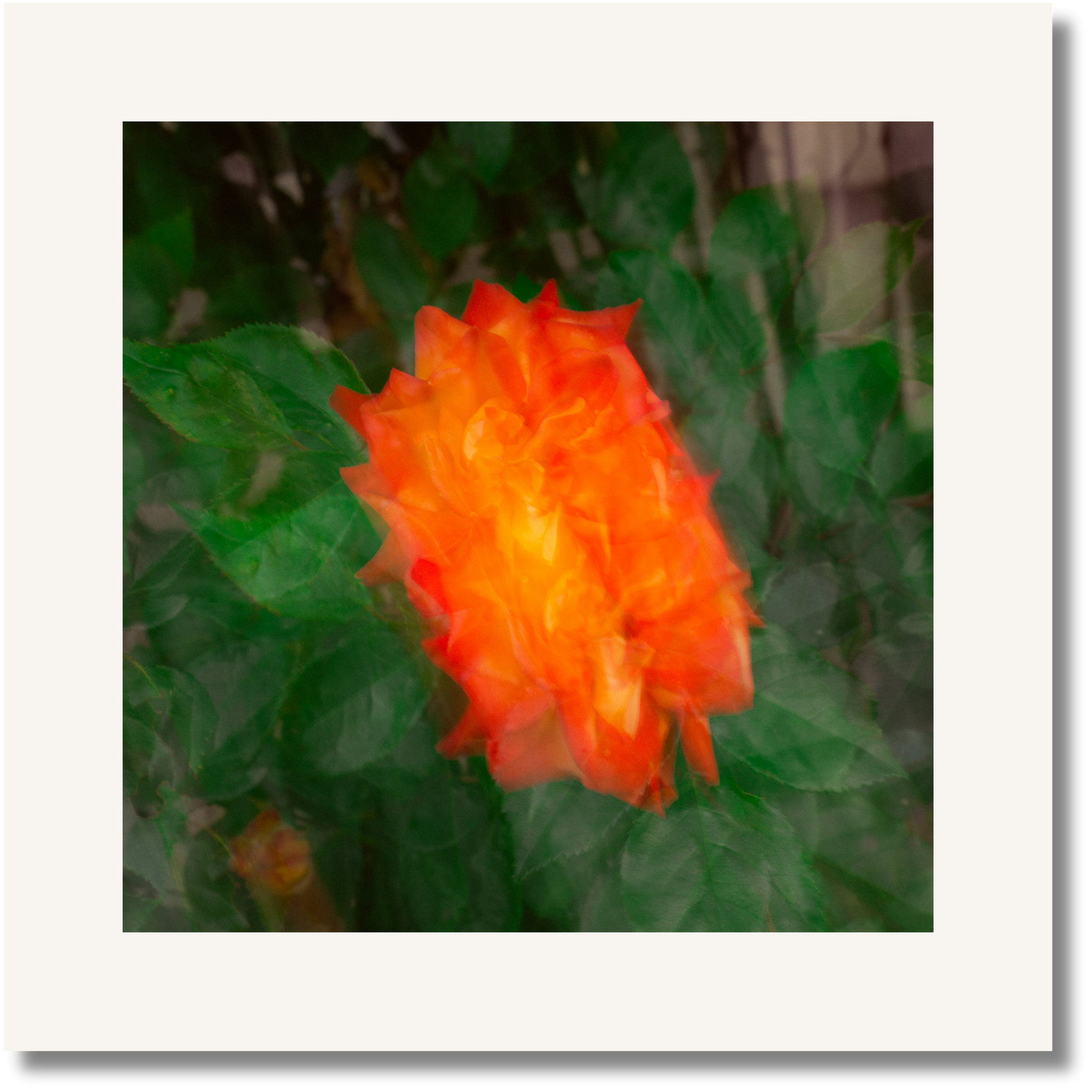 Ember Bloom