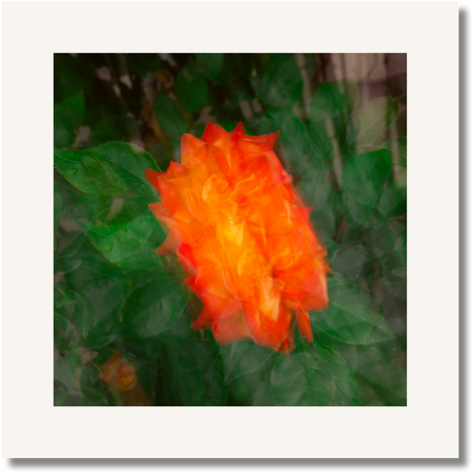 Ember Bloom
