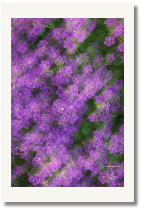 Bloom Haze