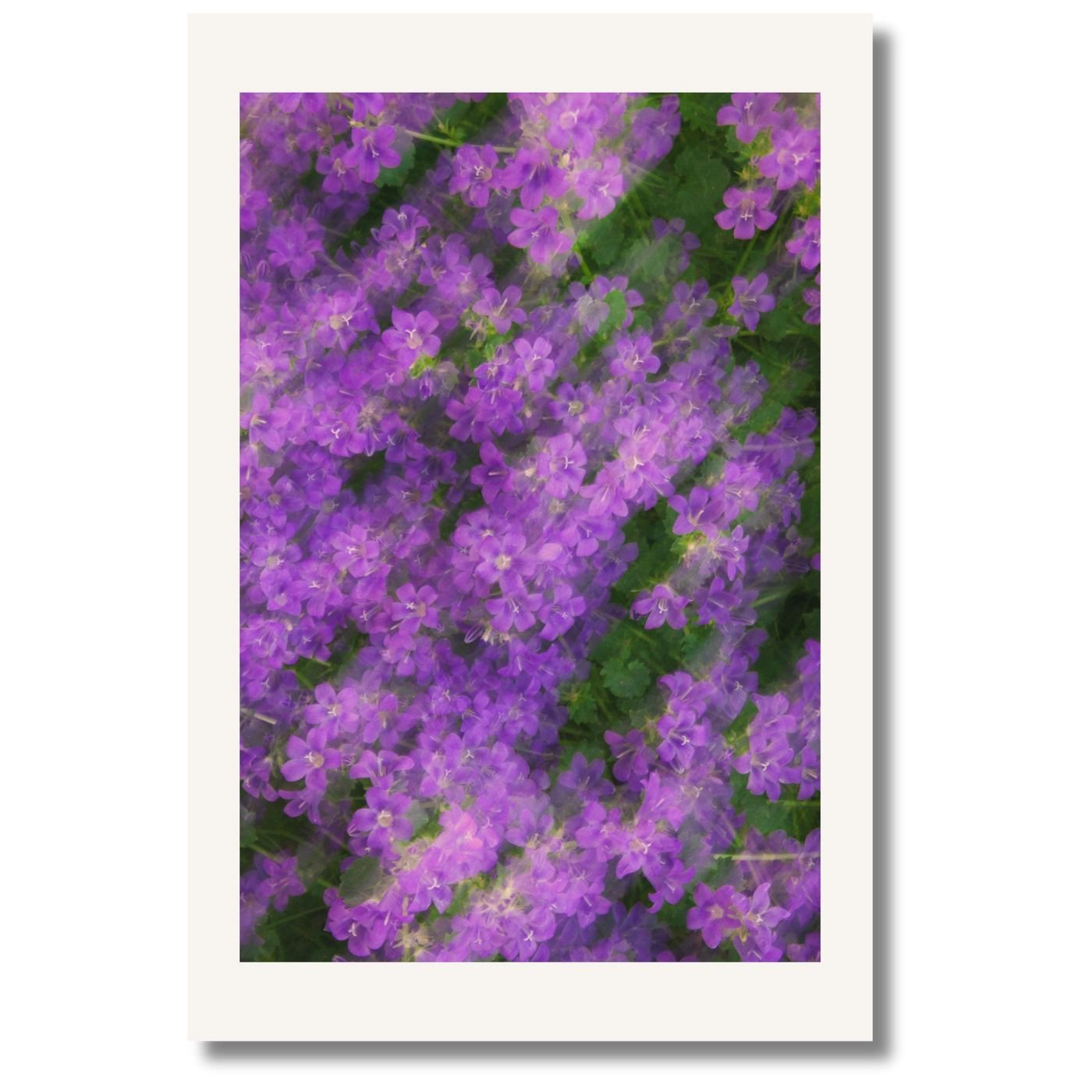 Bloom Haze