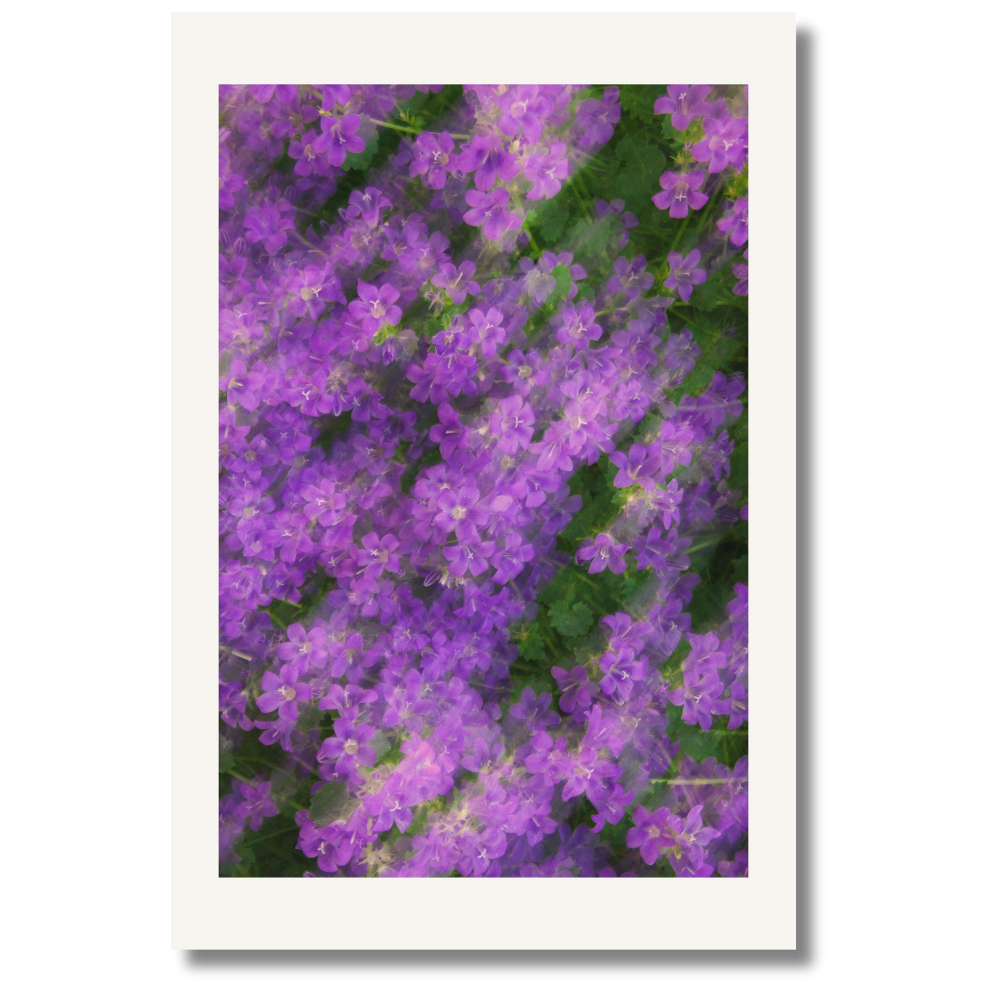 Bloom Haze