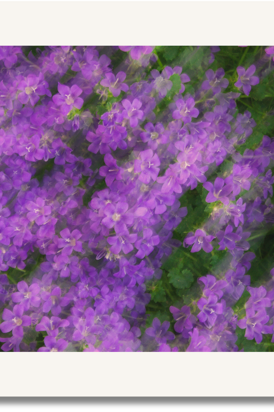 Bloom Haze