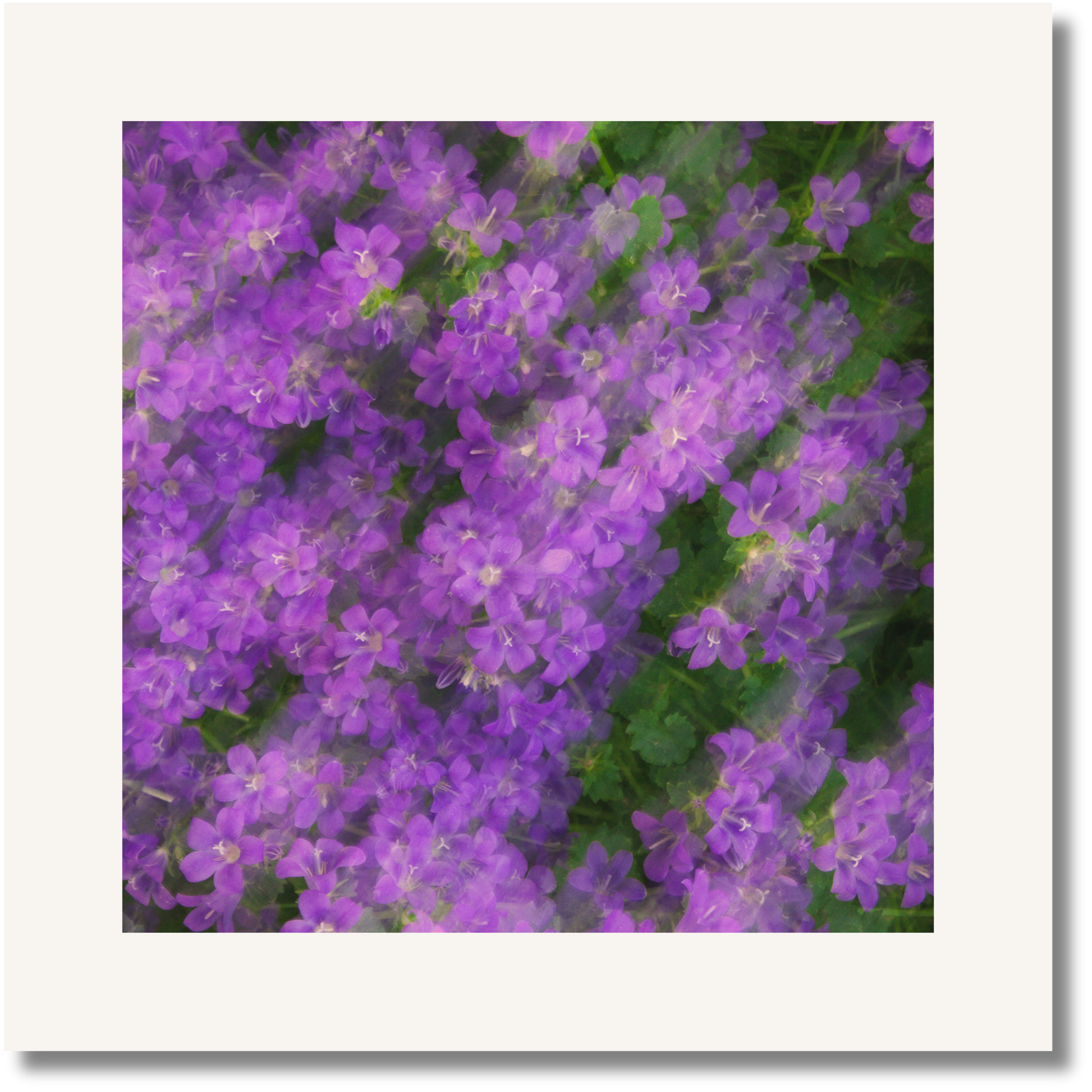 Bloom Haze