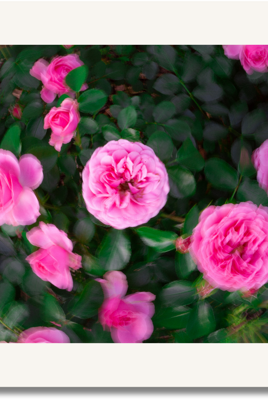 Memory Bloom