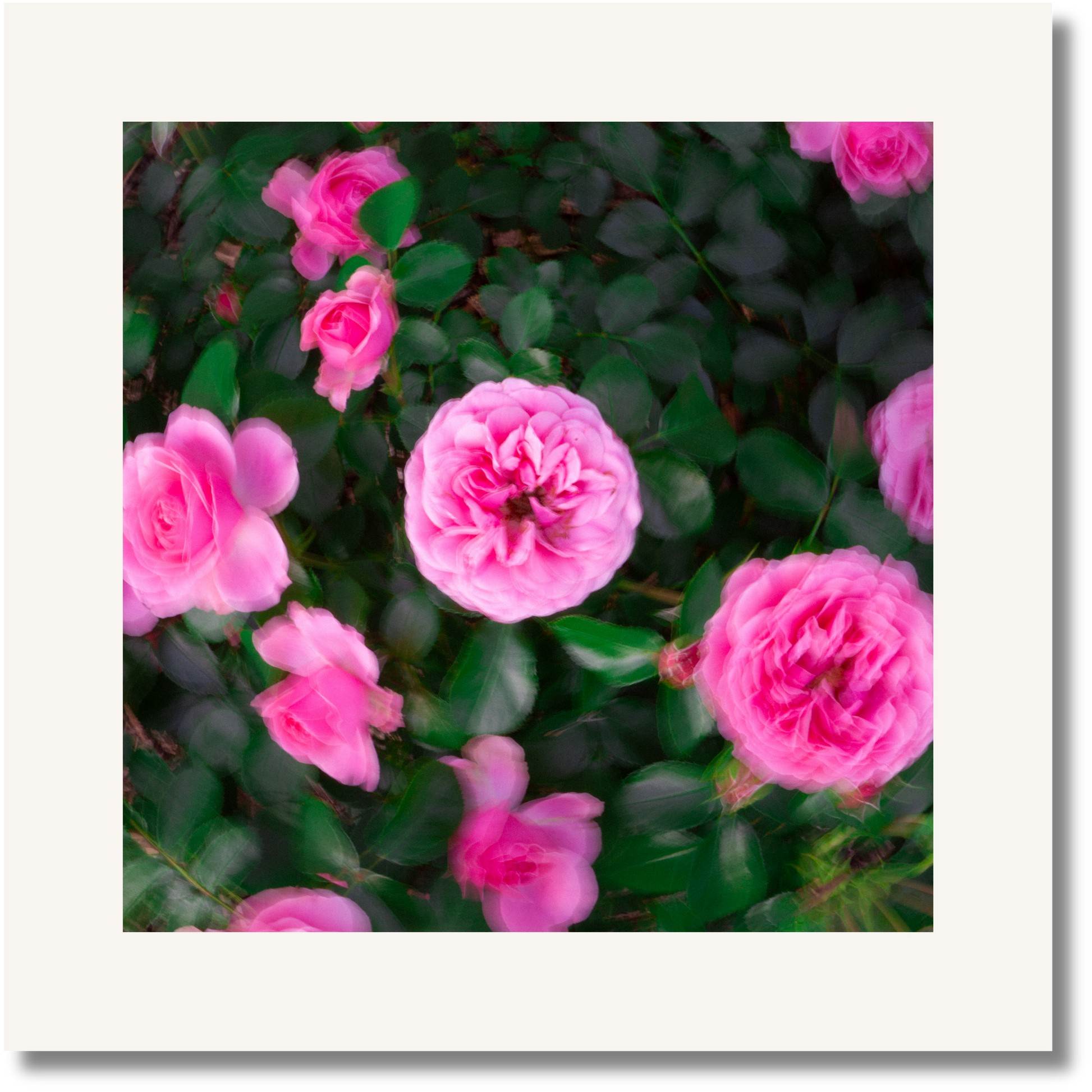 Memory Bloom