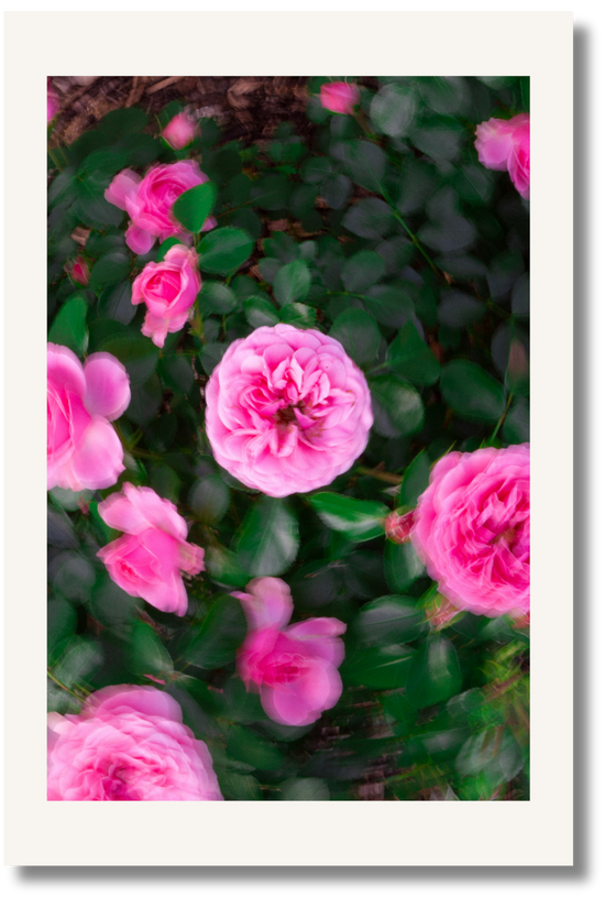Memory Bloom