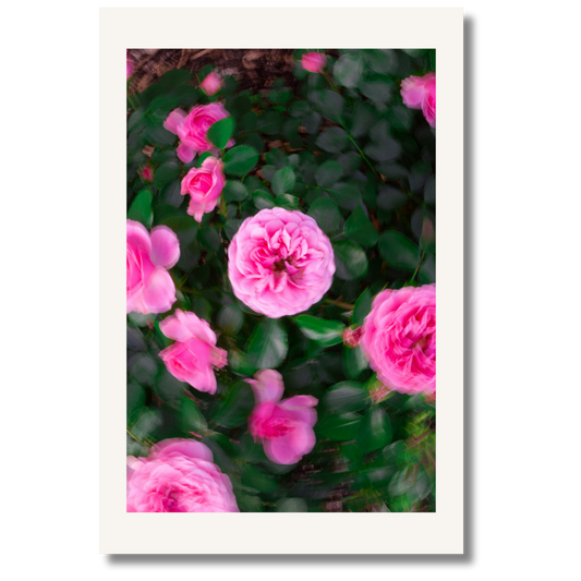 Memory Bloom
